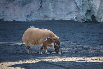 Red River Hog