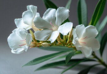 Fototapeta premium Delicate white oleander flowers with lush green leaves in soft lighting.