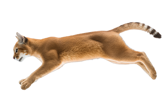a cat jumping in the air on a transparent background, PNG image, PNG file, Generative art.