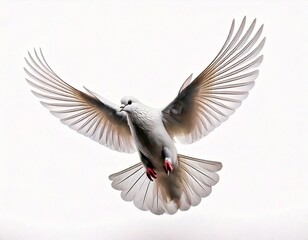 Naklejka premium flying white dove on a white background