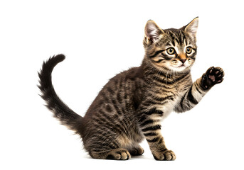 Playful Kitten Raising Paw Against White Background