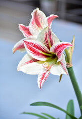 Fototapeta premium Amaryllis lily is popular for its trumpet-shaped flowers, it is a bulbous plant. It is an outstanding garden plant and an excellent cut flower. It is the only genus in the subtribe Amaryllidaceae. 