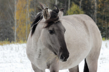 White horse (Polish Konik) prepearing for winter, eating hay, close up, portrait.