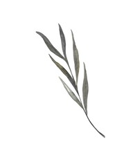 Olive branch in watercolor on a white background