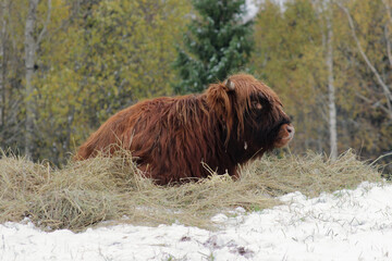 Brown young horned highland cow preparing for winter eating hay in meadows of Latvia.