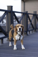 beagle dog outside in spring