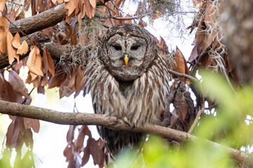 Barred owl (Strix varia) fluffing up her feathers in the woods in Sarasota, Florida