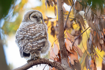 Juvenile barred owl / owlet (Strix varia) that recently emerged from a nest tree in southwest Florida