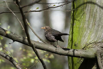 Turdus merula aka Eurasian or Common blackbird female perched on the tree. Common bird in Czech...