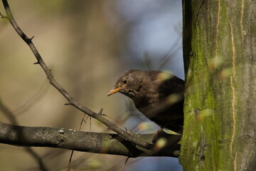 Turdus merula aka Eurasian or Common blackbird female perched on the tree. Common bird in Czech republic. 