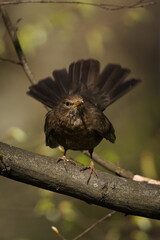 Turdus merula aka Eurasian or Common blackbird. Angry female perched on the tree in funny pose. Common bird in Czech republic. 
