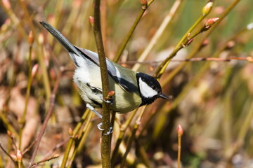 Parus major aka great tit perched on the tree branch. Common bird in Czech republic in springtime.
