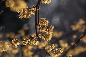 Hamamelis virginiana. Witch Hazel. Yellow and burgundy inflorescences. Close-up of flowers in a sunny background light. Shrub branches with flowers without leaves. Witch hazel flower in bloom