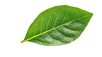 Fototapeta premium a green leaf on a transparent background, PNG image, PNG file, Generative art.