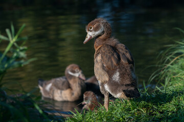 Portrait of a Nile or Egyptian goose (Alopochen aegyptiaca) chick standing near water, rear view