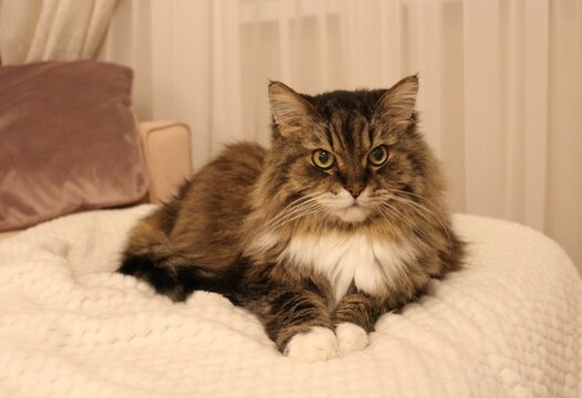 A beautiful fluffy cat lies on the couch and looks reproachfully.