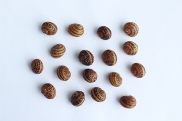Seashells on a white background