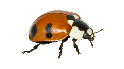 a close up photo of a beetle with black and orange spots on a transparent background, PNG image, PNG file, Generative art.