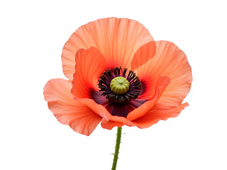 red poppy isolated on white