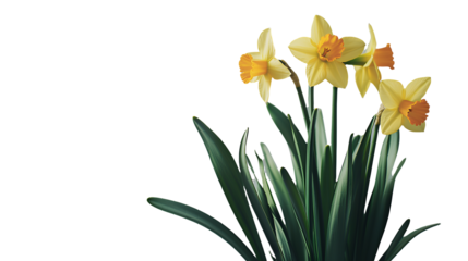 yellow daffodils on a transparent background, PNG image, PNG file, Generative art.