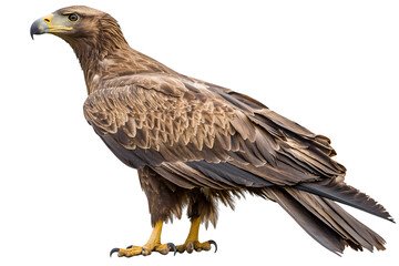 Obraz premium a portrait of a golden eagle, a large bird of prey on a transparent background, PNG image, PNG file, Generative art.