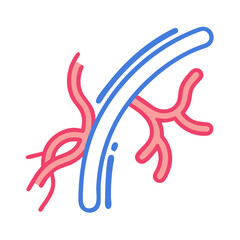  Capillaries Anatomy Icon Design