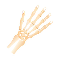  Detailed Carpals Anatomy