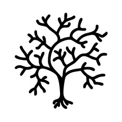  Detailed Dendrites Anatomy