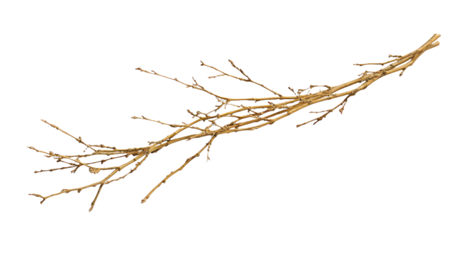 a bare branch of a dead tree with no limbs on a transparent background, PNG image, PNG file, Generative art.