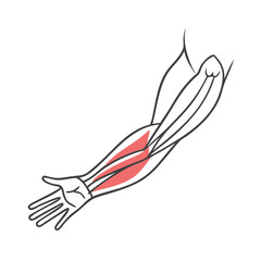  Flexor Muscles Forearm Anatomy
