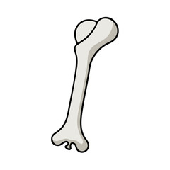  Humerus Anatomy Vector Design