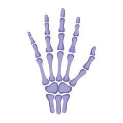  Metacarpals Hand Bones Anatomy