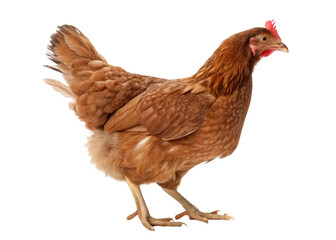 Fototapeta premium Hen and egg brown hen with egg isolated on transparent background Generative Ai. 