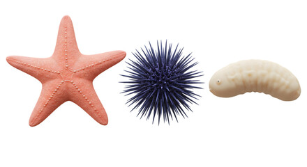 A starfish, sea urchin, and sea cucumber arranged horizontally on a black background in a studio shot