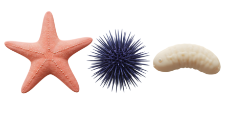 A starfish, sea urchin, and sea cucumber arranged horizontally on a black background in a studio shot