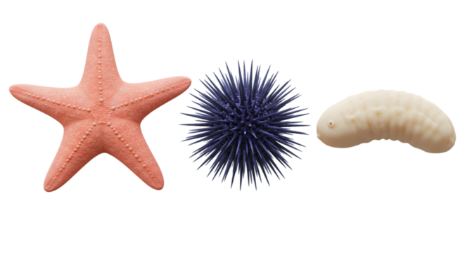 A starfish, sea urchin, and sea cucumber arranged horizontally on a black background in a studio shot