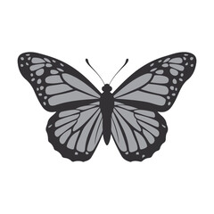 Butterfly with colorful wings isolated on white background