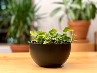 Flowers in pots standing the office space