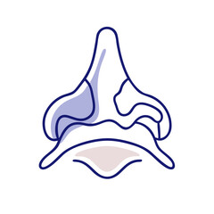  Nasal Cavity Anatomy Vector