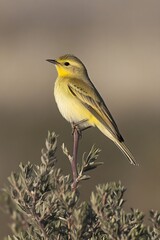 Fototapeta premium Yellow Bird on Branch, Small Bird, Wildlife Photography, Nature Image, Avian Beauty