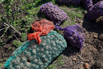Stock photo description:
Sacks of seed potatoes of different colors (green, orange, purple) lie on...