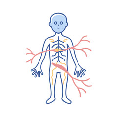  Innovative Peripheral Nervous System Anatomy Icon