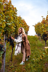 Smiling woman grabbing ripe grapes from an autumn vineyard in Stuttgart, Germany