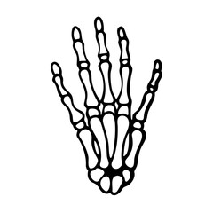  Phalanges Anatomy Icon Design