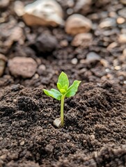 New sprouts grow from the ground and represent growth and new beginnings.