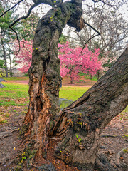 Central Park in spring