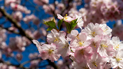 Obraz premium close up of blooming sakura