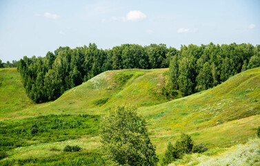 Fototapeta premium landscape with green grass