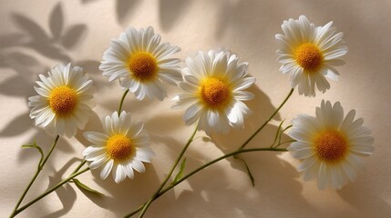 Fototapeta premium Daisies in Soft Light