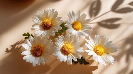 Fototapeta premium Daisies in soft light